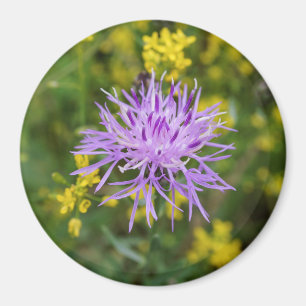 Gepunktete Flockenblumen-lila Wildblume-runder Magnet