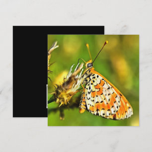 Gepunktete Fritillary Orange und White Butterfly Einladung