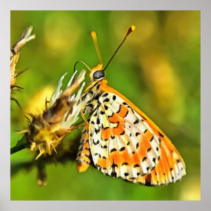 Gepunktete Fritillary Orange und White Butterfly Poster