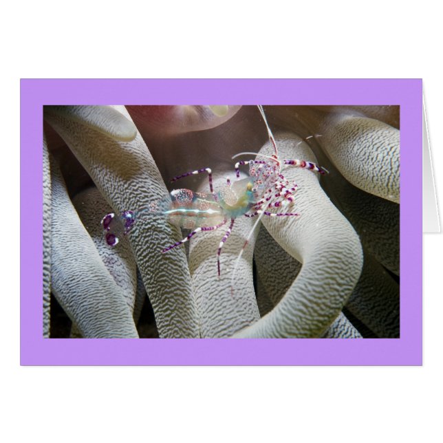 Gepunktete Garnelen (Vorderseite (Horizontal))