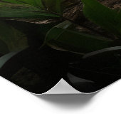 Gepunktete Hyäne durch Waldwasserfall Poster (Ecke)