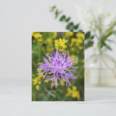 Gepunktete Knapweed Lila Wildblume Postkarte (Stehend Vorderseite)
