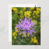 Gepunktete Knapweed Lila Wildblume Postkarte (Vorne/Hinten)