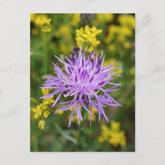 Gepunktete Knapweed Lila Wildblume Postkarte (Vorderseite)