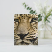 Gepunktete Leopard-Postkarte Postkarte (Stehend Vorderseite)