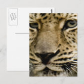 Gepunktete Leopard-Postkarte Postkarte (Vorne/Hinten)