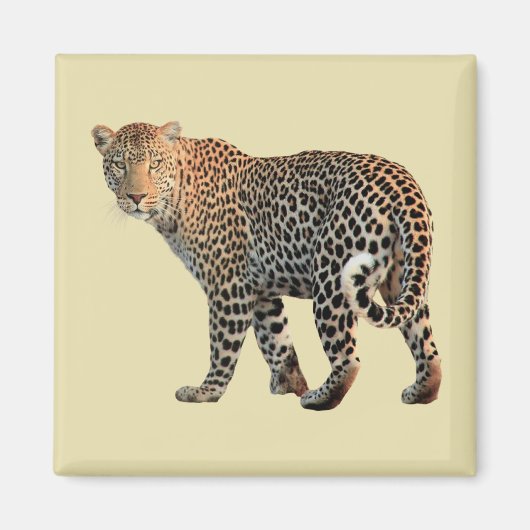 Gepunktete Leopard Wild Cat Fotografie Magnet (Vorne)