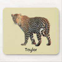 Gepunktete Leopard Wild Cat Fotografie
