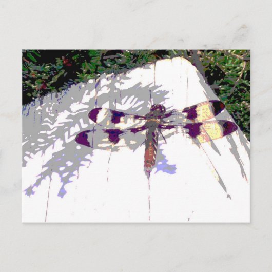 Gepunktete Libelle Postkarte (Vorderseite)