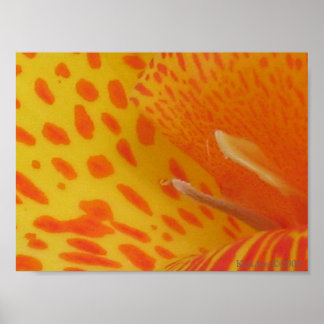 gepunktete Lilie Poster