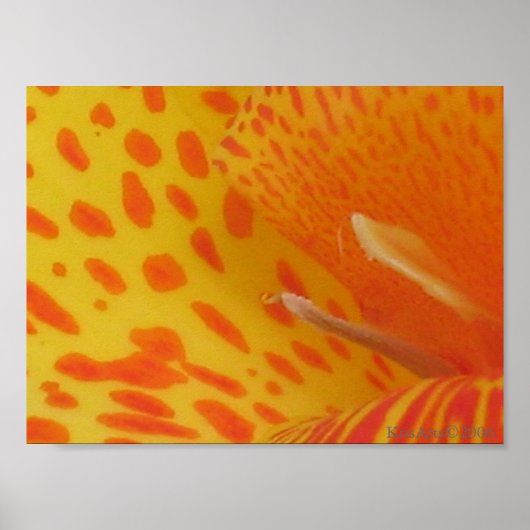 gepunktete Lilie Poster (Vorne)