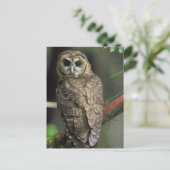 Gepunktete Nordeule Postkarte (Stehend Vorderseite)