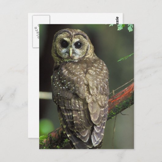 Gepunktete Nordeule Postkarte (Vorne/Hinten)