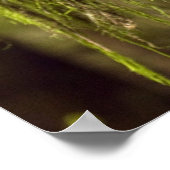 Gepunktete Nördliche Eule (Strix occidentals cauri Poster (Ecke)