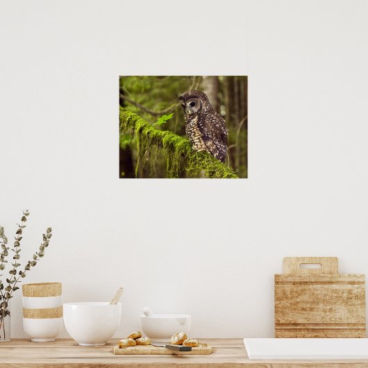 Gepunktete Nördliche Eule (Strix occidentals cauri Poster (Küche)