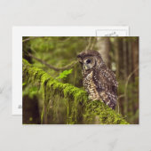 Gepunktete Nördliche Eule (Strix occidentals cauri Postkarte (Vorne/Hinten)