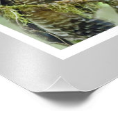 Gepunktete Nördliche Schale (Strix occidentalis) 1 Fotodruck (Ecke)