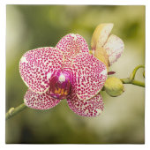 Gepunktete Orchidee Fliese (Vorderseite)