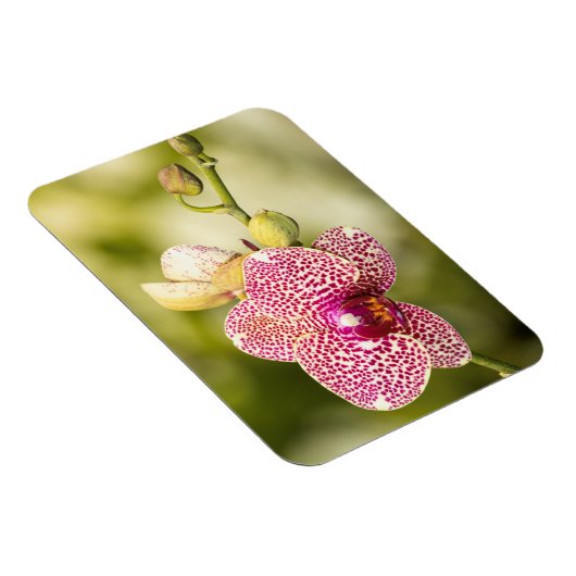 Gepunktete Orchidee Magnet (Rechte Seite)
