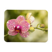 Gepunktete Orchidee Magnet (Horizontal)