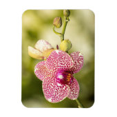 Gepunktete Orchidee Magnet (Vertikal)