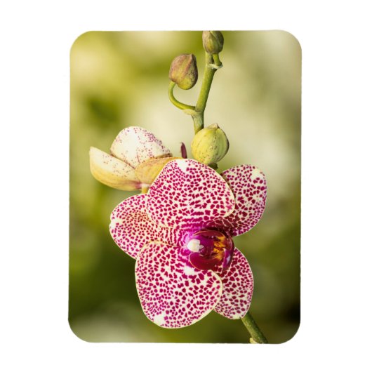 Gepunktete Orchidee Magnet (Vertikal)