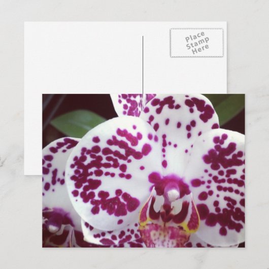 Gepunktete Orchidee Postkarte (Vorne/Hinten)