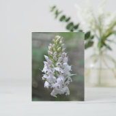 Gepunktete Orchidee Postkarte (Stehend Vorderseite)