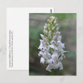 Gepunktete Orchidee Postkarte (Vorne/Hinten)