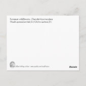 Gepunktete Orchidee Postkarte (Rückseite)