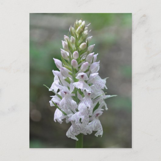 Gepunktete Orchidee Postkarte (Vorderseite)