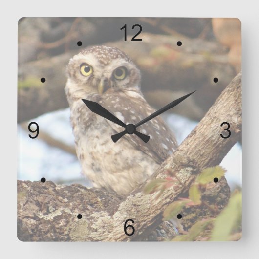 Gepunktete Owlet Quadratische Wanduhr (Vorderseite)