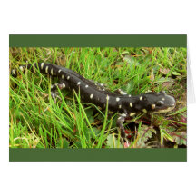 Gepunktete Salamander
