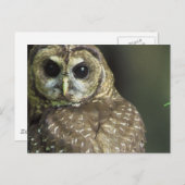 Gepunktete Schüssel Postkarte (Vorne/Hinten)