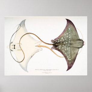Gepunkteter Adler Stingray: Eine großartige Kreatu Poster