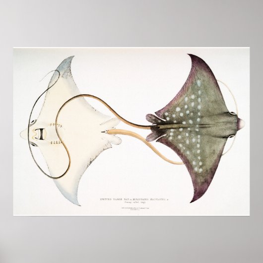 Gepunkteter Adler Stingray: Eine großartige Kreatu Poster (Vorne)