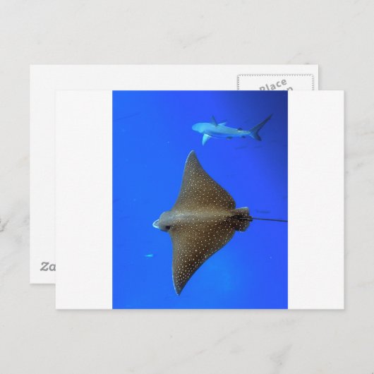 Gepunkteter Adlerhai Postkarte (Vorne/Hinten)