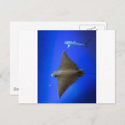 Gepunkteter Adlerhai Postkarte (Vorne/Hinten)