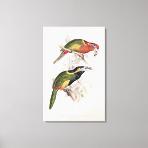Gepunkteter Bill Aracari, 19. Jahrhundert Leinwanddruck