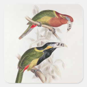 Gepunkteter Bill Aracari, 19. Jahrhundert Quadratischer Aufkleber