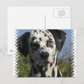 Gepunkteter Dalmatiner Postkarte (Vorne/Hinten)