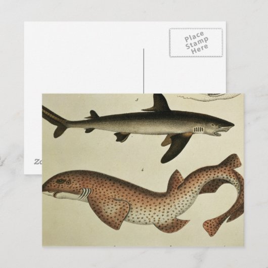 Gepunkteter Hund Postkarte (Vorne/Hinten)