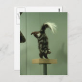 Gepunkteter Kofferraum; Museumsausstellung Postkarte (Vorne/Hinten)