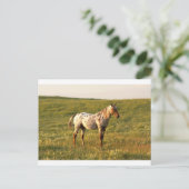 Gepunkteter Pferdehengst Postkarte (Stehend Vorderseite)