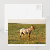 Gepunkteter Pferdehengst Postkarte (Vorne/Hinten)