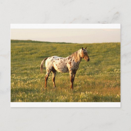 Gepunkteter Pferdehengst Postkarte (Vorderseite)