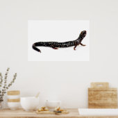 gepunkteter Salamander in Nordamerika Poster (Küche)