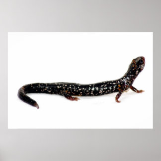 gepunkteter Salamander in Nordamerika Poster