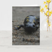 Gepunkteter Salamander Karte (Gelbe Blume)