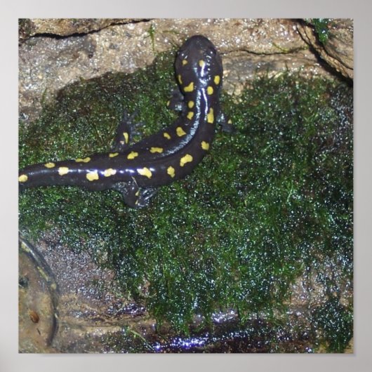 Gepunkteter Salamander, schwarz und gelb Poster (Vorne)